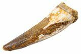 Fossil Spinosaurus Tooth - Real Dinosaur Tooth #345578-1